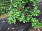 Gaultheria phillyreifolia